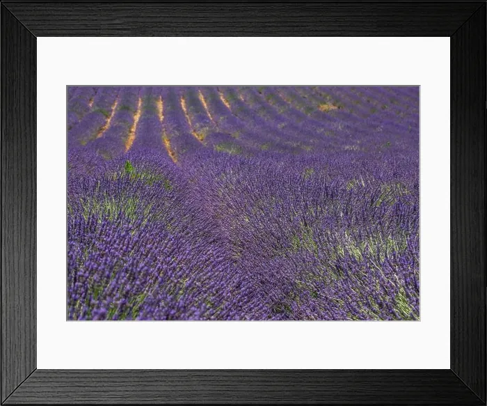 Framed Print : Wonderful scenery, amazing summer landscape of blooming lavender flowers, peaceful view, agriculture scenic. Beautiful nature background, inspiration Framed Print : Wonderful scenery, amazing summer landscape of blooming lavender flowers, peaceful view, agriculture scenic. Beautiful nature background, inspiration