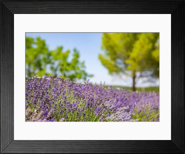 Framed Print : Beautiful garden with lavender flowers. Summer blooming floral nature, blurred trees and field landscape Framed Print : Beautiful garden with lavender flowers. Summer blooming floral nature, blurred trees and field landscape