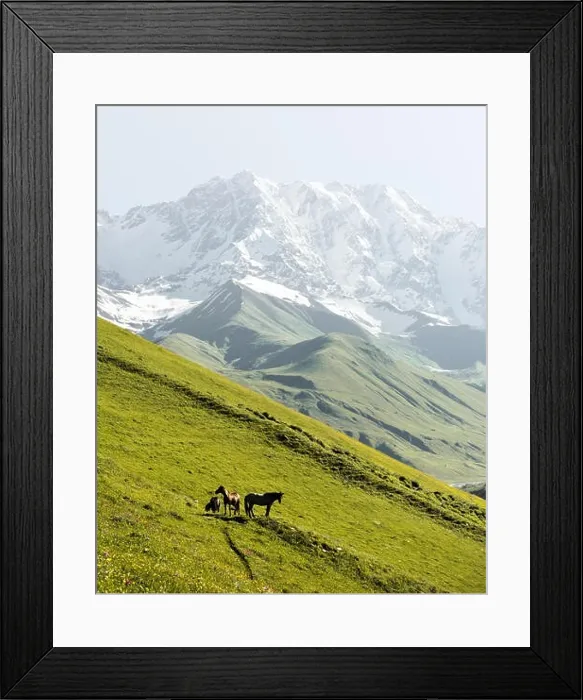 Framed Print : Horses on green valley against main Caucasian ridge Framed Print : Horses on green valley against main Caucasian ridge