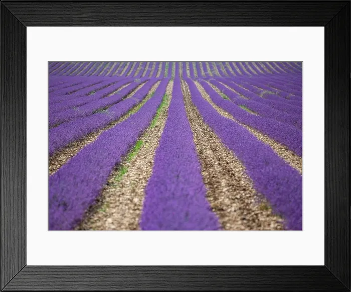 Framed Print : Wonderful scenery, amazing summer landscape of blooming lavender flowers, peaceful view, agriculture scenic. Beautiful nature background, inspiration Framed Print : Wonderful scenery, amazing summer landscape of blooming lavender flowers, peaceful view, agriculture scenic. Beautiful nature background, inspiration