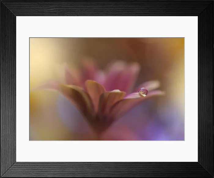 Framed Print : Beautiful Nature Background.Floral Art Design.Abstract Macro Photography.Violet Daisy Flower.Yellow Background.Creative Artistic Wallpaper.Water Drop Framed Print : Beautiful Nature Background.Floral Art Design.Abstract Macro Photography.Violet Daisy Flower.Yellow Background.Creative Artistic Wallpaper.Water Drop