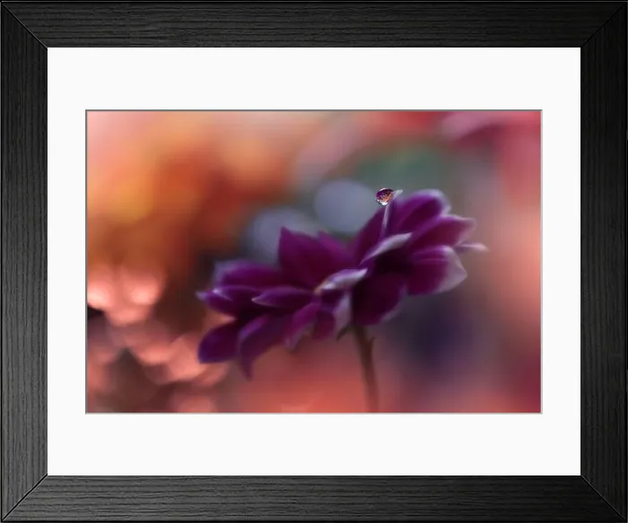 Framed Print : Beautiful Nature Background.Floral Art Design.Abstract Macro Photography.Violet Daisy Flower.Pink Background.Creative Artistic Wallpaper.Water Drop