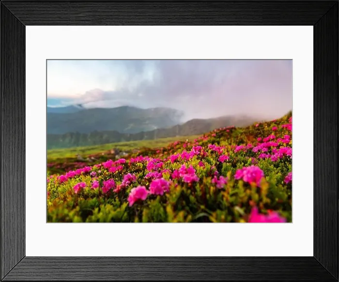Framed Print : Pink rhododendron flowers in mountains Framed Print : Pink rhododendron flowers in mountains