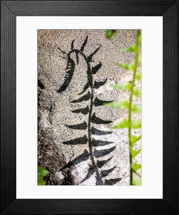 Framed Print : Abstract shadow of fern against rock in Pisgah National Forest - Brevard, North Carolina; USA Framed Print : Abstract shadow of fern against rock in Pisgah National Forest - Brevard, North Carolina; USA