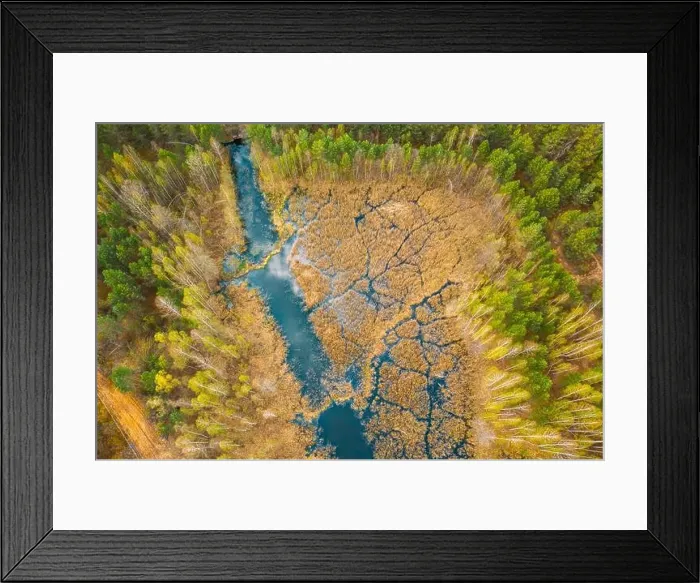 Framed Print : Spring Season. Aerial View. Young Birches Grow Among Small Marsh Bog Swamp River. Deciduous Trees With Young Foliage Leaves In Landscape In Early Framed Print : Spring Season. Aerial View. Young Birches Grow Among Small Marsh Bog Swamp River. Deciduous Trees With Young Foliage Leaves In Landscape In Early