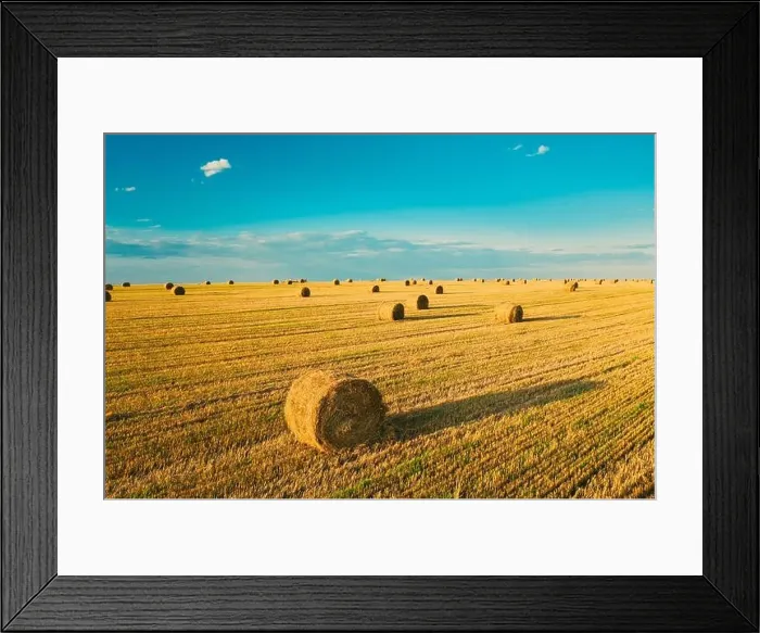 Framed Print : Aerial View Of Summer Hay Rolls Straw Field Landscape In Evening. Haystack, Hay Roll in Sunrise Time Framed Print : Aerial View Of Summer Hay Rolls Straw Field Landscape In Evening. Haystack, Hay Roll in Sunrise Time