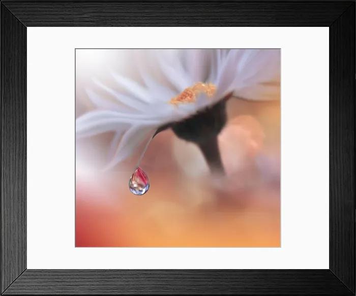 Framed Print : Beautiful Nature Background.Floral Art Design.Abstract Macro Photography.White Daisy Flower.Orange Background.Creative Artistic Wallpaper.Water Drop Framed Print : Beautiful Nature Background.Floral Art Design.Abstract Macro Photography.White Daisy Flower.Orange Background.Creative Artistic Wallpaper.Water Drop