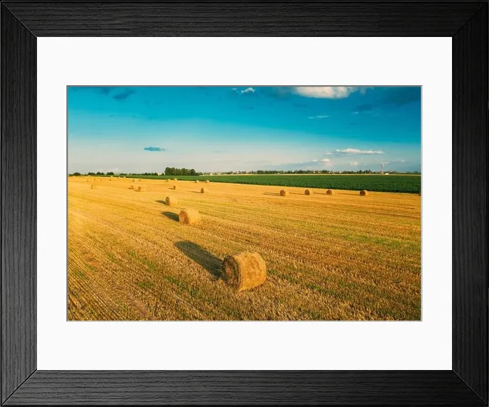 Framed Print : Aerial View Of Summer Hay Rolls Straw Field Landscape In Evening. Haystack, Hay Roll in Sunrise Time Framed Print : Aerial View Of Summer Hay Rolls Straw Field Landscape In Evening. Haystack, Hay Roll in Sunrise Time