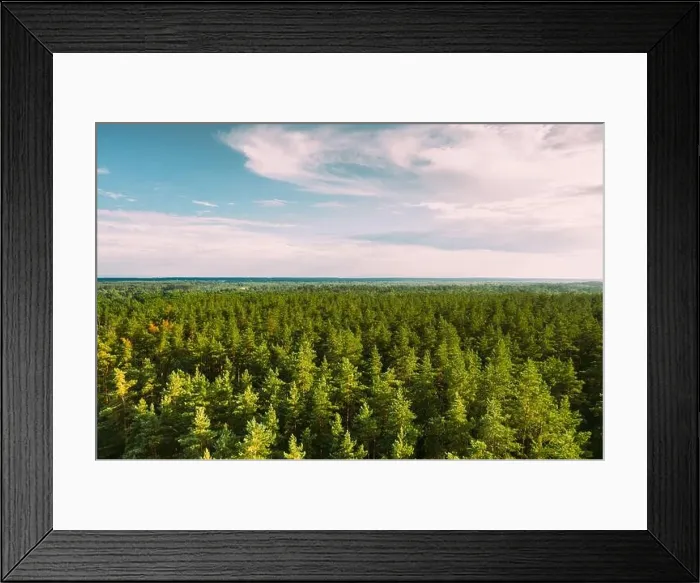 Framed Print : Aerial View Of Green Pine Coniferous Forest In Landscape In Summer Evening. Top View From Attitude. Drone View Of European Woods At Summer Framed Print : Aerial View Of Green Pine Coniferous Forest In Landscape In Summer Evening. Top View From Attitude. Drone View Of European Woods At Summer