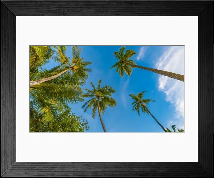 Framed Print : Tropical trees background concept. Palm trees and blue sky, tranquil exotic nature Framed Print : Tropical trees background concept. Palm trees and blue sky, tranquil exotic nature