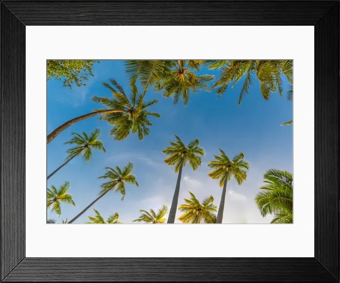 Framed Print : Tropical trees background concept. Palm trees and blue sky, tranquil exotic nature Framed Print : Tropical trees background concept. Palm trees and blue sky, tranquil exotic nature