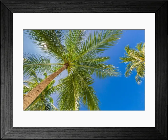 Framed Print : Tropical trees background concept. Palm trees and blue sky, tranquil exotic nature Framed Print : Tropical trees background concept. Palm trees and blue sky, tranquil exotic nature