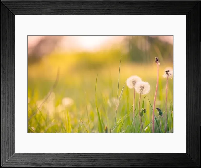 Framed Print : Closeup of dandelion on natural background. Bright, delicate nature details. Inspirational nature concept, soft blue and green blurred bokeh scenery Framed Print : Closeup of dandelion on natural background. Bright, delicate nature details. Inspirational nature concept, soft blue and green blurred bokeh scenery