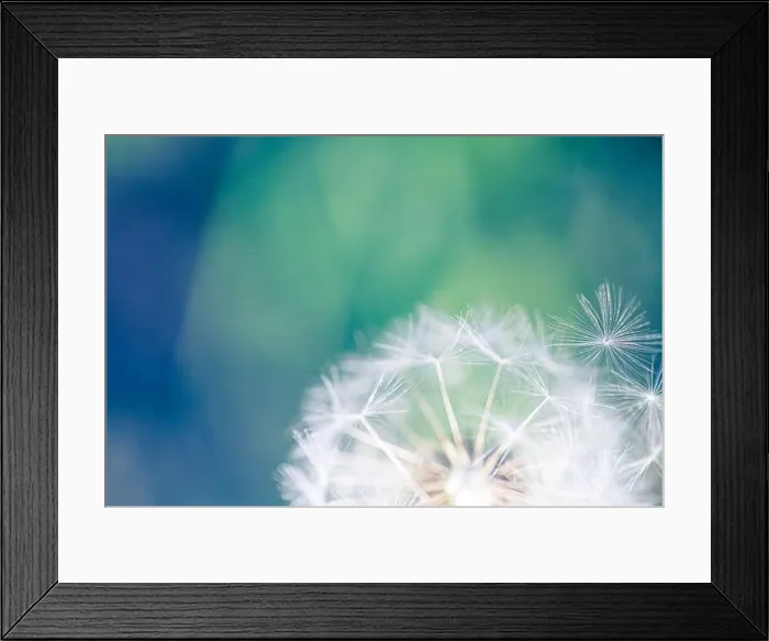 Framed Print : Closeup of dandelion on natural background. Bright, delicate nature details. Inspirational nature concept, soft blue and green blurred bokeh scenery Framed Print : Closeup of dandelion on natural background. Bright, delicate nature details. Inspirational nature concept, soft blue and green blurred bokeh scenery