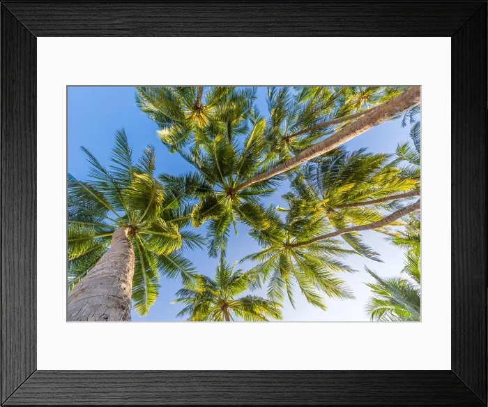 Framed Print : Tropical trees background concept. Palm trees and blue sky, tranquil exotic nature Framed Print : Tropical trees background concept. Palm trees and blue sky, tranquil exotic nature