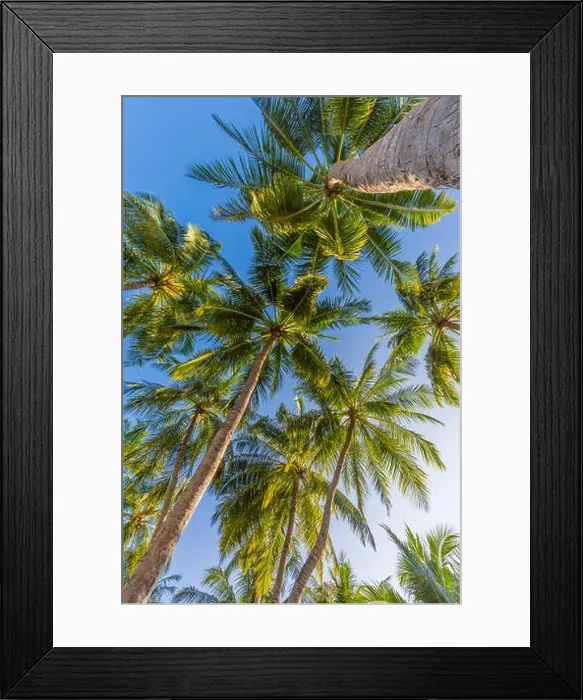 Framed Print : Tropical trees background concept. Palm trees and blue sky, tranquil exotic nature Framed Print : Tropical trees background concept. Palm trees and blue sky, tranquil exotic nature