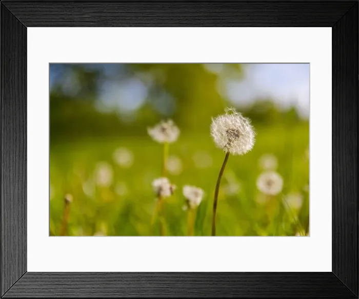 Framed Print : Closeup of dandelion on natural background. Bright, delicate nature details. Inspirational nature concept, soft blue and green blurred bokeh scenery Framed Print : Closeup of dandelion on natural background. Bright, delicate nature details. Inspirational nature concept, soft blue and green blurred bokeh scenery