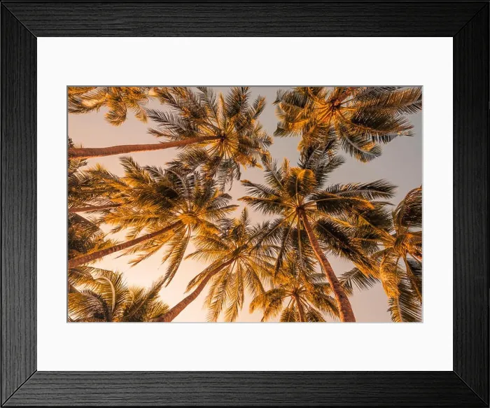 Framed Print : Tropical trees background concept. Palm trees and blue sky, tranquil exotic nature Framed Print : Tropical trees background concept. Palm trees and blue sky, tranquil exotic nature