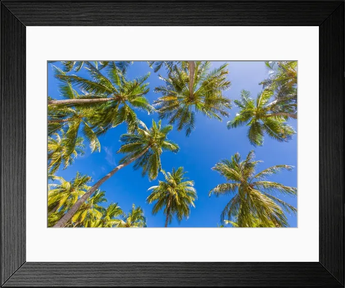 Framed Print : Tropical trees background concept. Palm trees and blue sky, tranquil exotic nature Framed Print : Tropical trees background concept. Palm trees and blue sky, tranquil exotic nature