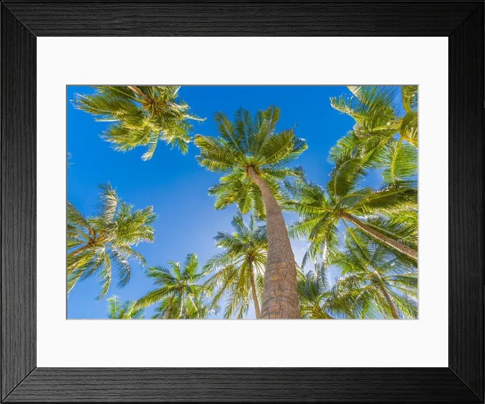 Framed Print : Tropical trees background concept. Palm trees and blue sky, tranquil exotic nature Framed Print : Tropical trees background concept. Palm trees and blue sky, tranquil exotic nature