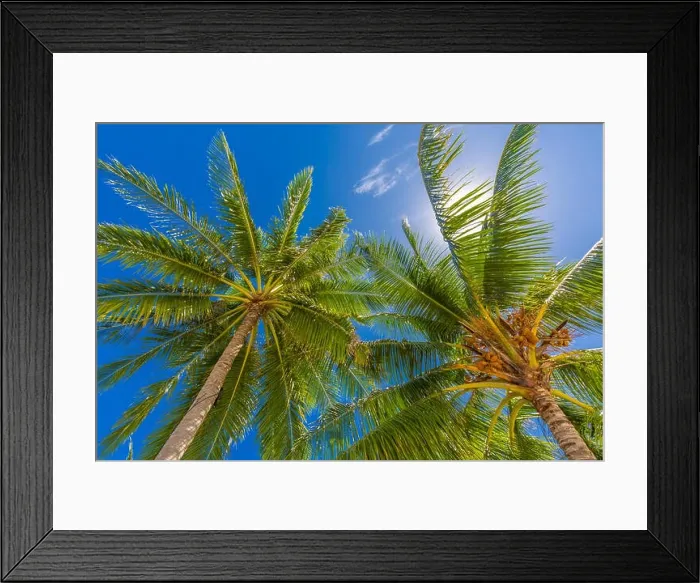 Framed Print : Tropical trees background concept. Palm trees and blue sky, tranquil exotic nature Framed Print : Tropical trees background concept. Palm trees and blue sky, tranquil exotic nature