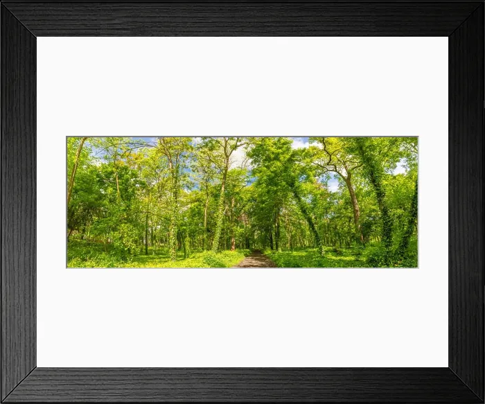 Framed Print : Sunlight in green coniferous forest. Summer forest nature. Green nature landscape, sunny spring summer Framed Print : Sunlight in green coniferous forest. Summer forest nature. Green nature landscape, sunny spring summer