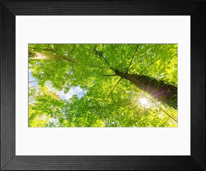 Framed Print : Sunlight in green coniferous forest. Summer forest nature. Green nature landscape, sunny spring summer Framed Print : Sunlight in green coniferous forest. Summer forest nature. Green nature landscape, sunny spring summer