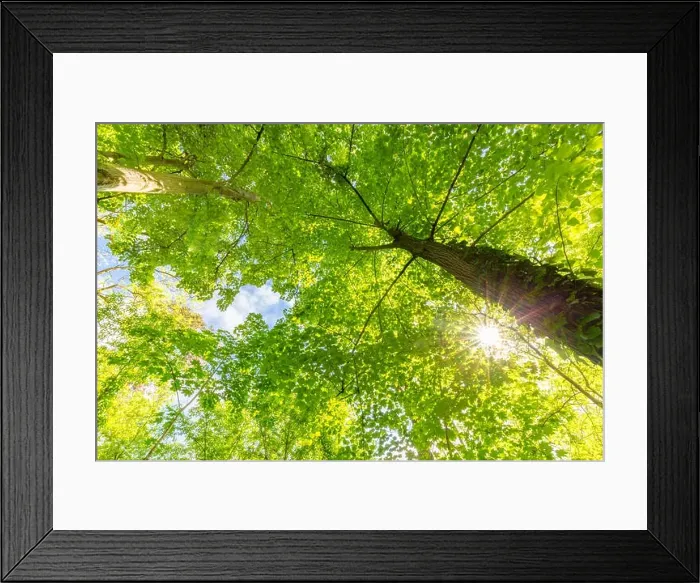 Framed Print : Sunlight in green coniferous forest. Summer forest nature. Green nature landscape, sunny spring summer Framed Print : Sunlight in green coniferous forest. Summer forest nature. Green nature landscape, sunny spring summer