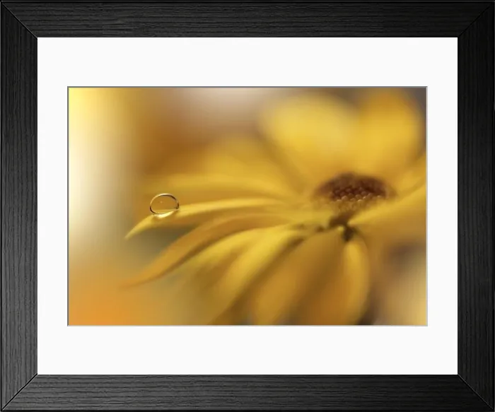Framed Print : Beautiful Nature Background.Floral Art Design.Abstract Macro Photography.Yellow Daisy Flower.Golden Background.Creative Artistic Wallpaper.Water Drop Framed Print : Beautiful Nature Background.Floral Art Design.Abstract Macro Photography.Yellow Daisy Flower.Golden Background.Creative Artistic Wallpaper.Water Drop