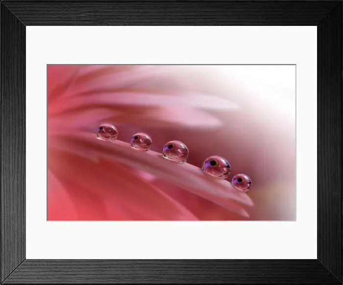Framed Print : Beautiful Nature Background.Floral Art Design.Abstract Macro Photography.Violet Daisy Flower.Pink Background.Creative Artistic Wallpaper.Water Drops Framed Print : Beautiful Nature Background.Floral Art Design.Abstract Macro Photography.Violet Daisy Flower.Pink Background.Creative Artistic Wallpaper.Water Drops
