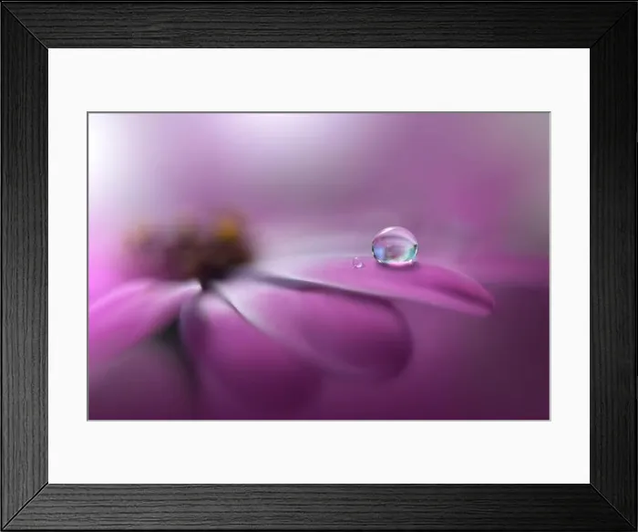 Framed Print : Beautiful Nature Background.Floral Art Design.Abstract Macro Photography.Violet Daisy Flower.Pink Background.Creative Artistic Wallpaper.Water Drops Framed Print : Beautiful Nature Background.Floral Art Design.Abstract Macro Photography.Violet Daisy Flower.Pink Background.Creative Artistic Wallpaper.Water Drops