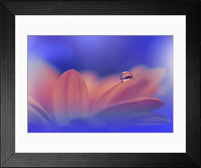 Framed Print : Beautiful Nature Background.Floral Art Design.Abstract Macro Photography.Orange Daisy Flower.Blue Background.Creative Artistic Wallpaper.Water Drops Framed Print : Beautiful Nature Background.Floral Art Design.Abstract Macro Photography.Orange Daisy Flower.Blue Background.Creative Artistic Wallpaper.Water Drops