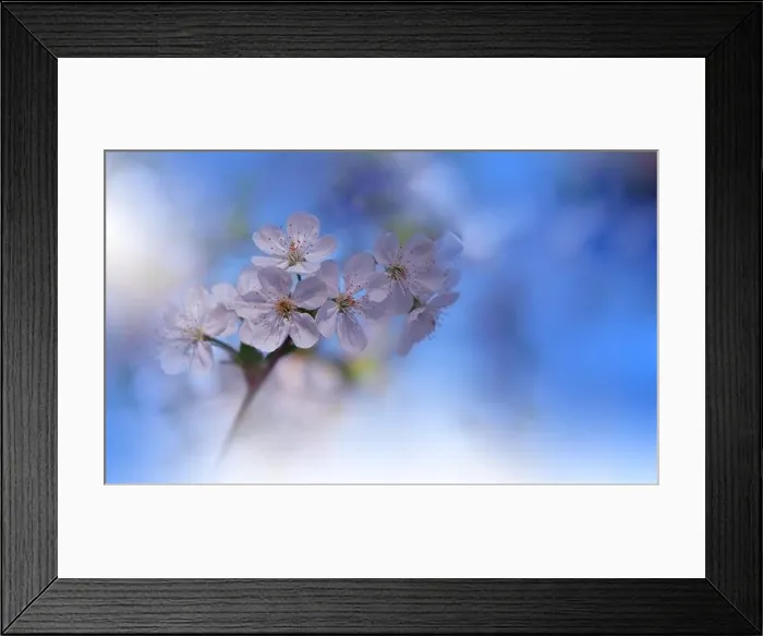 Framed Print : Beautiful Nature Background.Floral Art Design.Abstract Macro Photography.Blooming Spring Flower.Creative Artistic Wallpaper.Sakura Cherry Blossom Tree Framed Print : Beautiful Nature Background.Floral Art Design.Abstract Macro Photography.Blooming Spring Flower.Creative Artistic Wallpaper.Sakura Cherry Blossom Tree