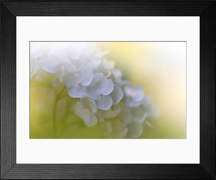 Framed Print : Beautiful Yellow Nature Background.Floral Art Design.Abstract Macro Photography.Colorful Flower.Blooming Spring Flowers.Creative Artistic Wallpaper