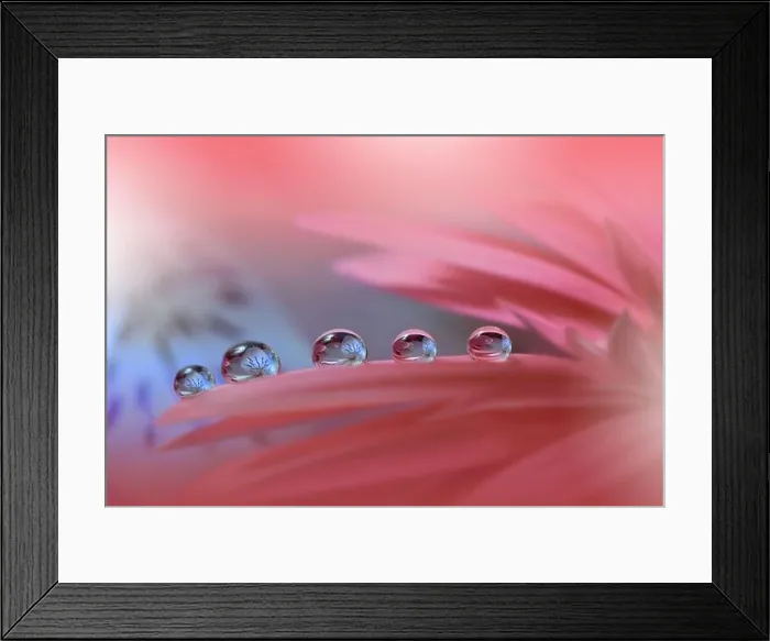 Framed Print : Beautiful Nature Background.Floral Art Design.Abstract Macro Photography.Daisy Flower.Pink Background.Creative Artistic Wallpaper.Water Drops.Spa Framed Print : Beautiful Nature Background.Floral Art Design.Abstract Macro Photography.Daisy Flower.Pink Background.Creative Artistic Wallpaper.Water Drops.Spa