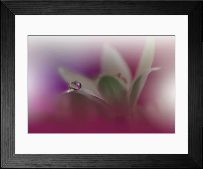 Framed Print : Beautiful Violet Nature Background.Floral Art Design.Abstract Macro Photography.White Flower.Pink Background.Creative Artistic Wallpaper.Water Drops Framed Print : Beautiful Violet Nature Background.Floral Art Design.Abstract Macro Photography.White Flower.Pink Background.Creative Artistic Wallpaper.Water Drops