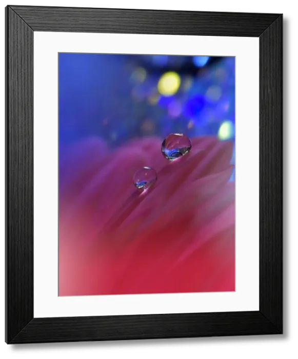 Framed Print : Beautiful Nature Background.Floral Art Design.Abstract Macro Photography.Violet Daisy Flower.Pink Background.Creative Artistic Wallpaper.Water Drops Framed Print : Beautiful Nature Background.Floral Art Design.Abstract Macro Photography.Violet Daisy Flower.Pink Background.Creative Artistic Wallpaper.Water Drops