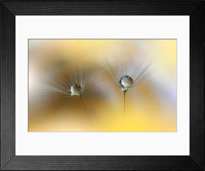 Framed Print : Beautiful Nature Background.Floral Art Design.Abstract Macro Photography.Dandelion Flowers.Yellow Background.Creative Artistic Wallpaper.Celebration Framed Print : Beautiful Nature Background.Floral Art Design.Abstract Macro Photography.Dandelion Flowers.Yellow Background.Creative Artistic Wallpaper.Celebration