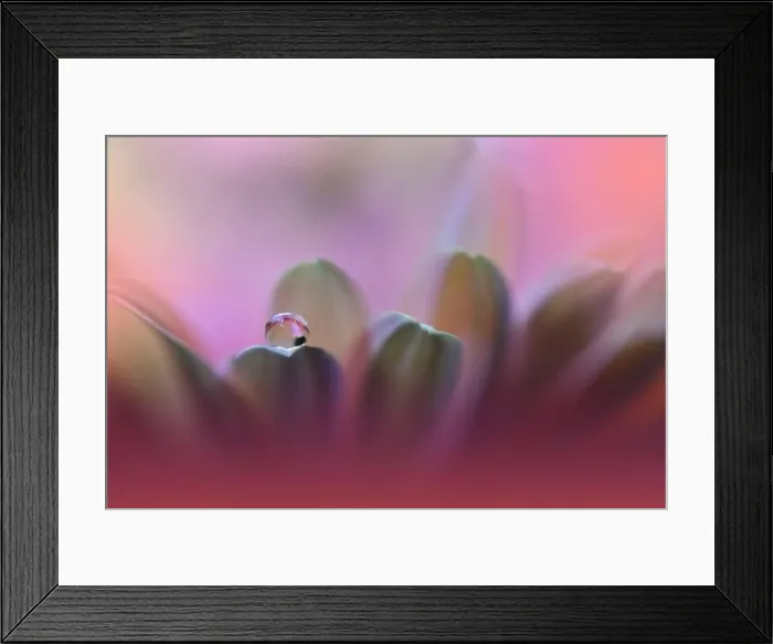 Framed Print : Beautiful Nature Background.Floral Art Design.Abstract Macro Photography.Violet Daisy Flower.Pink Background.Creative Artistic Wallpaper.Water Drops Framed Print : Beautiful Nature Background.Floral Art Design.Abstract Macro Photography.Violet Daisy Flower.Pink Background.Creative Artistic Wallpaper.Water Drops