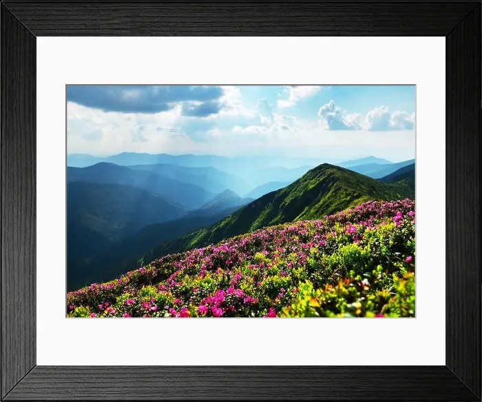 Framed Print : Rhododendron flowers covered mountains meadow in summer time. Orange sunrise light glowing on a foreground. Landscape photography Framed Print : Rhododendron flowers covered mountains meadow in summer time. Orange sunrise light glowing on a foreground. Landscape photography