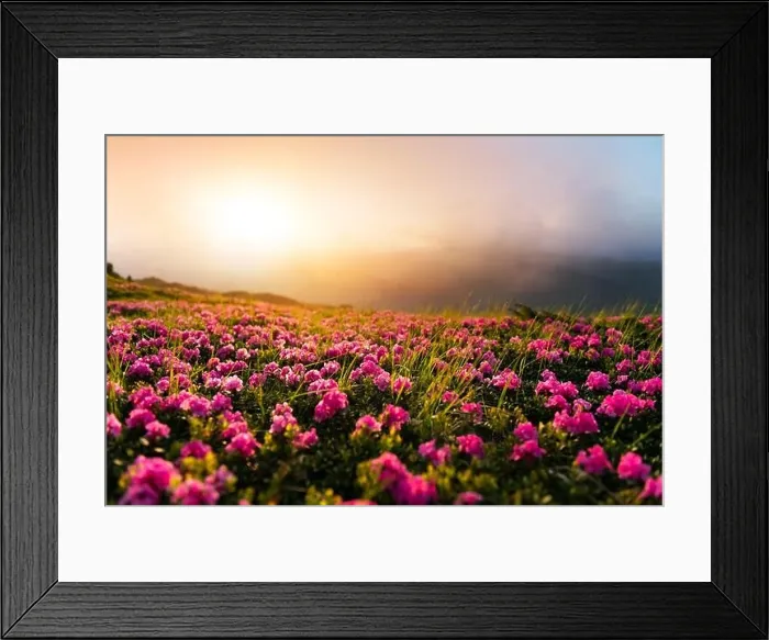 Framed Print : Rhododendron flowers covered mountains meadow in summer time. Orange sunrise light glowing on a foreground. Landscape photography Framed Print : Rhododendron flowers covered mountains meadow in summer time. Orange sunrise light glowing on a foreground. Landscape photography