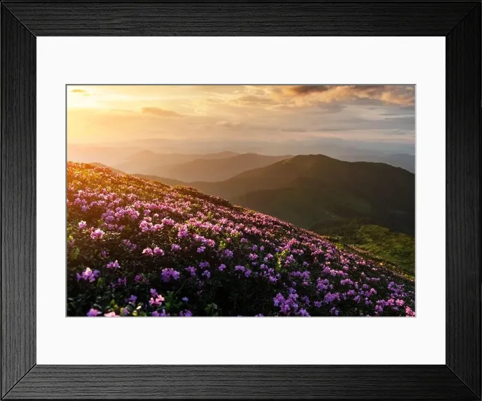 Framed Print : Rhododendron flowers covered mountains meadow in summer time. Orange sunrise light glowing on a foreground. Landscape photography Framed Print : Rhododendron flowers covered mountains meadow in summer time. Orange sunrise light glowing on a foreground. Landscape photography