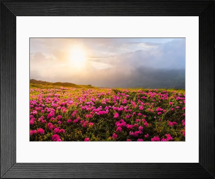 Framed Print : Rhododendron flowers covered mountains meadow in summer time. Orange sunrise light glowing on a foreground. Landscape photography Framed Print : Rhododendron flowers covered mountains meadow in summer time. Orange sunrise light glowing on a foreground. Landscape photography