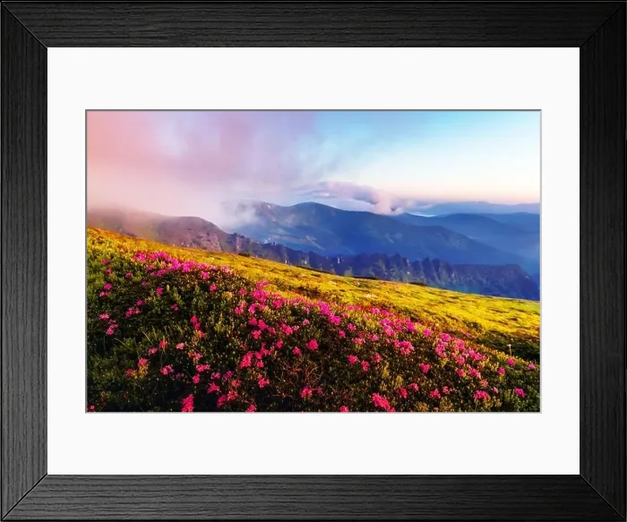 Framed Print : Rhododendron flowers covered mountains meadow in summer time. Orange sunrise light glowing on a foreground. Landscape photography