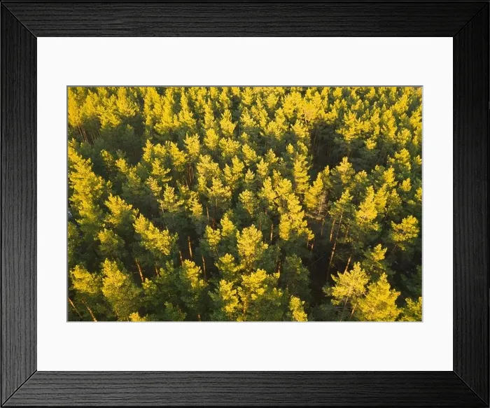 Framed Print : Aerial View Of Green Pine Coniferous Forest In Landscape During Sunset In Spring. Top View From Attitude. Drone View Of European Woods At Springtime Framed Print : Aerial View Of Green Pine Coniferous Forest In Landscape During Sunset In Spring. Top View From Attitude. Drone View Of European Woods At Springtime