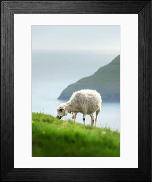 Framed Print : Morning view on the summer Faroe islands with sheep on a foreground. Streymoy island, Denmark. Landscape photography Framed Print : Morning view on the summer Faroe islands with sheep on a foreground. Streymoy island, Denmark. Landscape photography