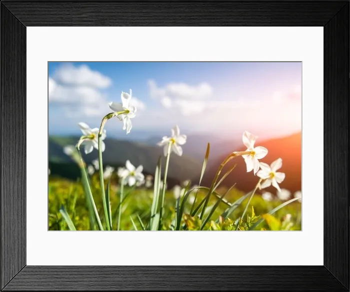 Framed Print : Mountain meadow covered with white narcissus flowers. Carpathian mountains, Europe. Landscape photography Framed Print : Mountain meadow covered with white narcissus flowers. Carpathian mountains, Europe. Landscape photography