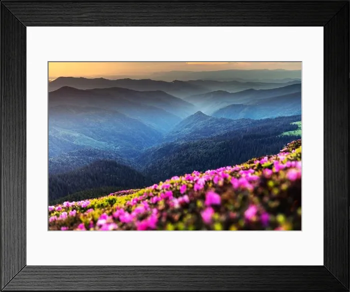 Framed Print : Rhododendron flowers covered mountains meadow in summer time. Orange sunrise light glowing on a foreground. Landscape photography Framed Print : Rhododendron flowers covered mountains meadow in summer time. Orange sunrise light glowing on a foreground. Landscape photography