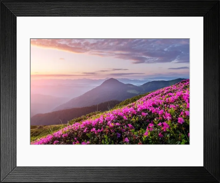 Framed Print : Rhododendron flowers covered mountains meadow in summer time. Orange sunrise light glowing on a foreground. Landscape photography Framed Print : Rhododendron flowers covered mountains meadow in summer time. Orange sunrise light glowing on a foreground. Landscape photography