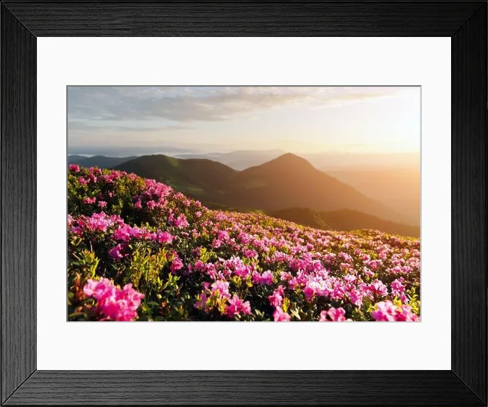 Framed Print : Rhododendron flowers covered mountains meadow in summer time. Orange sunrise light glowing on a foreground. Landscape photography Framed Print : Rhododendron flowers covered mountains meadow in summer time. Orange sunrise light glowing on a foreground. Landscape photography